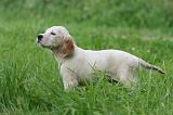 SETTER ANGLAIS 286